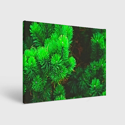 Картина прямоугольная Зелёная ель / 3D-принт – фото 1