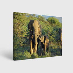 Картина прямоугольная Семья слонов в природе