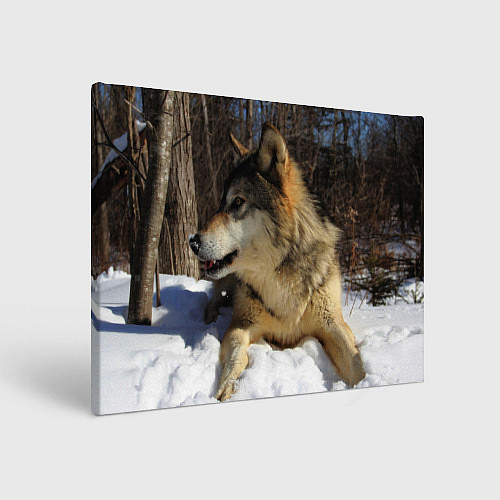 Картина прямоугольная Волк лежит на снегу / 3D-принт – фото 1