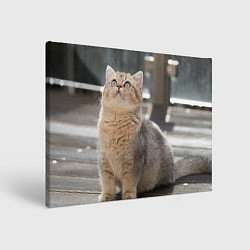 Холст прямоугольный Британская короткошёрстная кошка смотрит вверх, цвет: 3D-принт