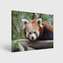 Холст прямоугольный Красная панда, цвет: 3D-принт