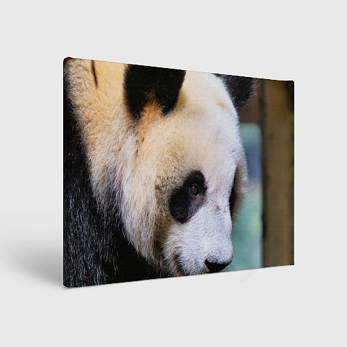 Картина прямоугольная Загадочная панда / 3D-принт – фото 1