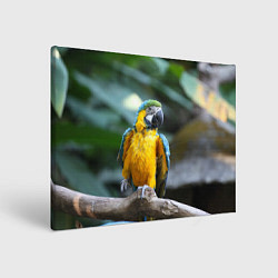 Холст прямоугольный Красавец попугай, цвет: 3D-принт