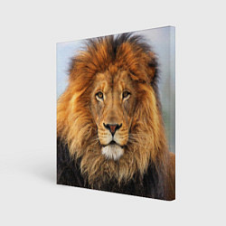 Картина квадратная Красавец лев