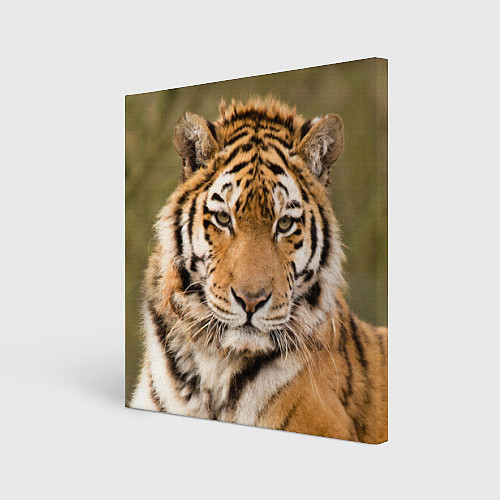 Картина квадратная Милый тигр / 3D-принт – фото 1