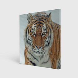 Картина квадратная Тигр в снегу