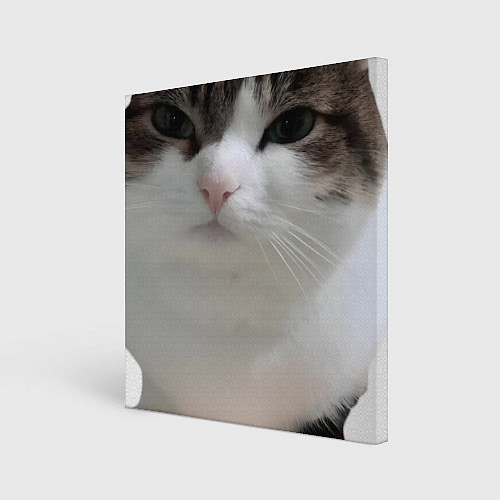 Картина квадратная Wawa cat Oh The Misery Cat / 3D-принт – фото 1
