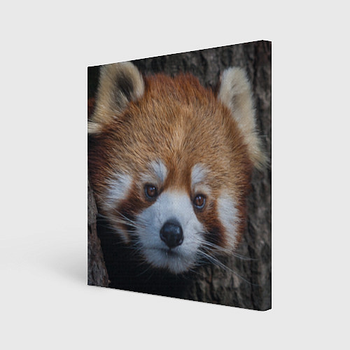 Картина квадратная Крaсная панда / 3D-принт – фото 1