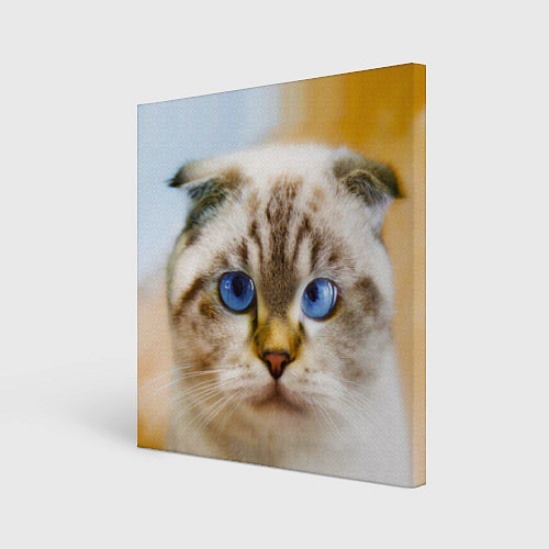 Картина квадратная Кошка породы шотландская вислоухая косоглазая / 3D-принт – фото 1