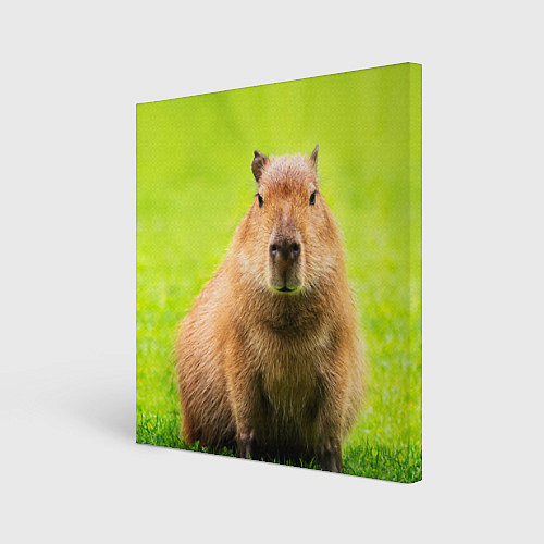 Картина квадратная Capybara on green grass / 3D-принт – фото 1