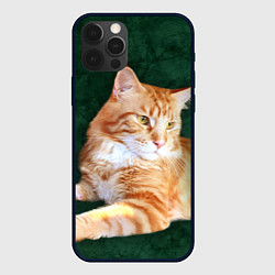 Чехол iPhone 12 Pro Max Мейн кун рыжий кот
