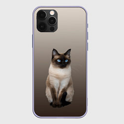 Чехол iPhone 12 Pro Сиамский кот голубые глаза