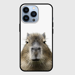 Чехол iPhone 13 Pro Капибара пофигист