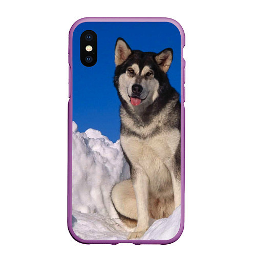 Чехол iPhone XS Max матовый Аляскинский маламут / 3D-Фиолетовый – фото 1
