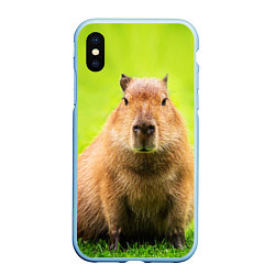 Чехол iPhone XS Max матовый Capybara on green grass, цвет: 3D-голубой