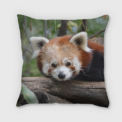 Подушка квадратная Красная панда