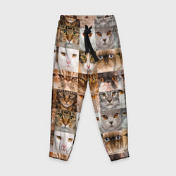Брюки детские Pedigreed cats, цвет: 3D-принт