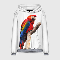 Толстовка-худи мужская Яркий попугай, цвет: 3D-меланж