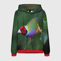 Толстовка-худи мужская Яркая птичка попугай, цвет: 3D-красный