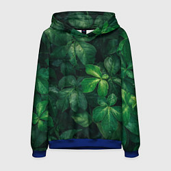 Мужская толстовка Тропическая листва Тропики Z