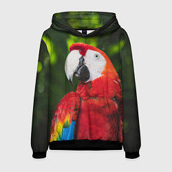 Толстовка-худи мужская Красный попугай Ара, цвет: 3D-черный