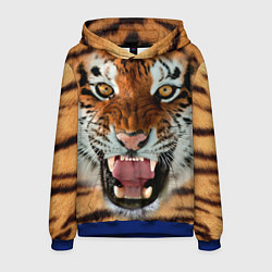 Мужская толстовка Взгляд тигра