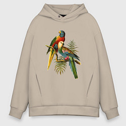 Толстовка оверсайз мужская Тропические попугаи, цвет: миндальный