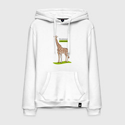 Толстовка-худи хлопковая мужская Не длинный а высокий, цвет: белый