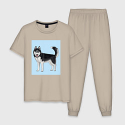 Пижама хлопковая мужская Сибирский хаски собака, цвет: миндальный