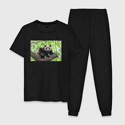 Пижама хлопковая мужская Медведь панда на дереве, цвет: черный