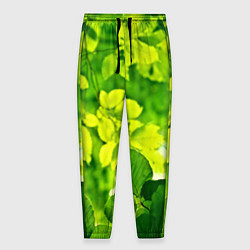 Мужские брюки Зелёные листья
