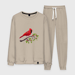 Костюм хлопковый мужской Красный кардинал, цвет: миндальный