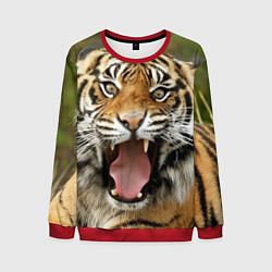 Свитшот мужской Удивленный тигр, цвет: 3D-красный