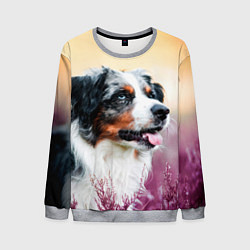 Свитшот мужской Австралийская Овчарка, цвет: 3D-меланж