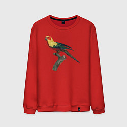 Свитшот хлопковый мужской Попугай аратинга, цвет: красный