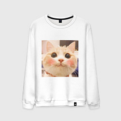 Свитшот хлопковый мужской Мем про котов, цвет: белый