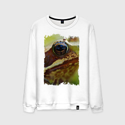 Мужской свитшот Глаз лягушки