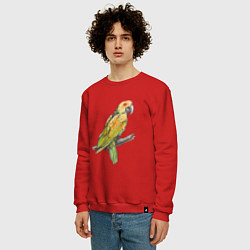Свитшот хлопковый мужской Любимый попугай, цвет: красный — фото 2