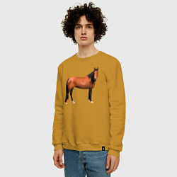 Свитшот хлопковый мужской Теплокровная лошадка, цвет: горчичный — фото 2