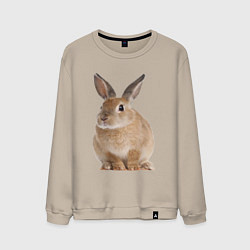 Свитшот хлопковый мужской Бежевый кролик, цвет: миндальный