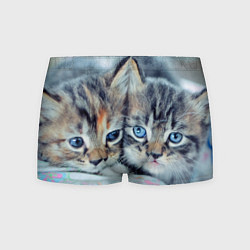 Мужские трусы Котята
