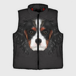 Мужской жилет Cavalier King Charles, цвет: 3D-красный