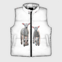Мужской жилет Ягнята овцы