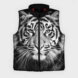 Мужской жилет Красавец тигр