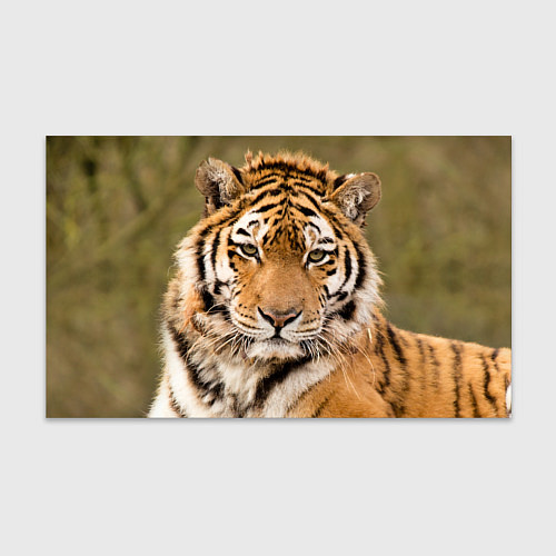 Бумага для упаковки Милый тигр / 3D-принт – фото 1