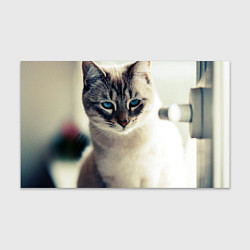 Бумага для упаковки Кот с Голубыми глазами, цвет: 3D-принт