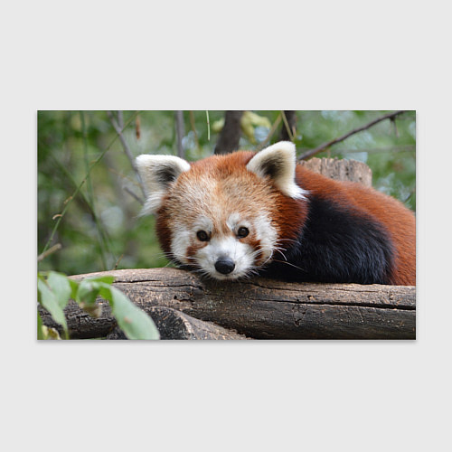 Бумага для упаковки Красная панда / 3D-принт – фото 1