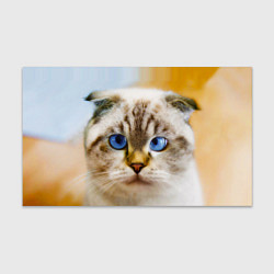 Бумага для упаковки Кошка породы шотландская вислоухая косоглазая, цвет: 3D-принт