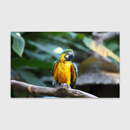 Бумага для упаковки Красавец попугай / 3D-принт – фото 1