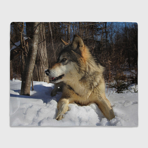 Плед Волк лежит на снегу / 3D-Велсофт – фото 1